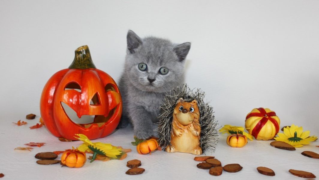  Wir haben nur noch 3 Wunderschöne BKH-Katzen mit Stammbaum