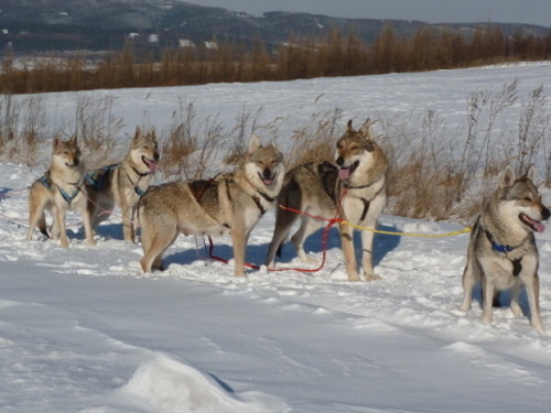 Tschechoslowakische Wolfshund