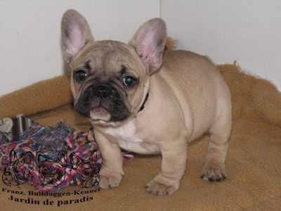 Franz. Bulldoggen Welpen in fawn