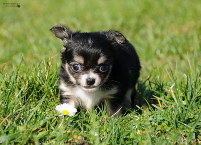 zuckersüße Chihuahuawelpen zu vergeben