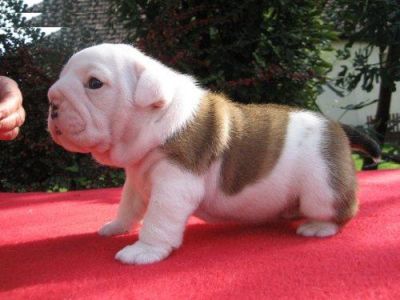 Englische Bulldogge welpen