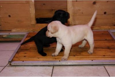  Labrador Welpen blond und schwarz