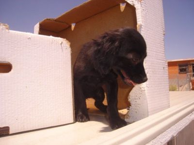 Toya Toy – Bildhübsche, zarte Mademoiselle freut sich auf ihre Familie!