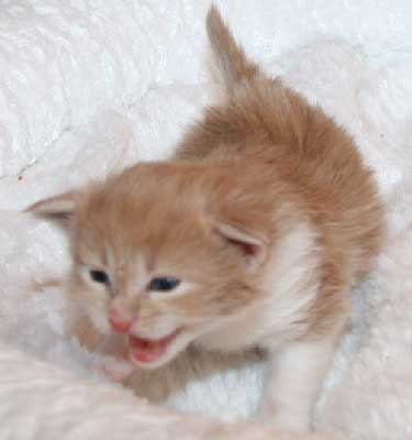 Mainecoon