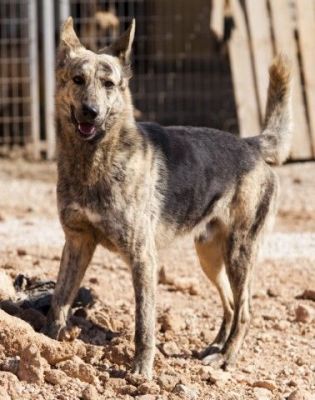 Caramelo – Super freundlicher „Steppenwolf“ goes Family!