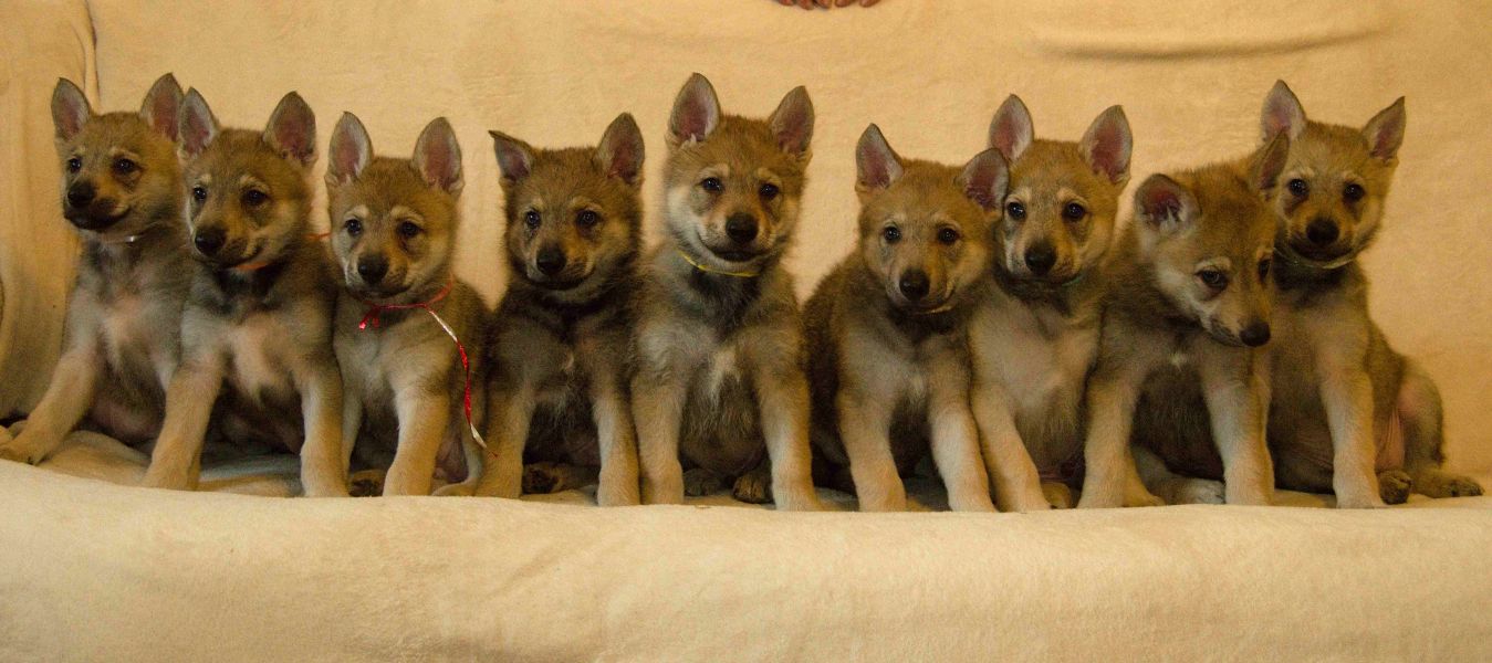 Tschechoslowakische Wolfshund, FCI