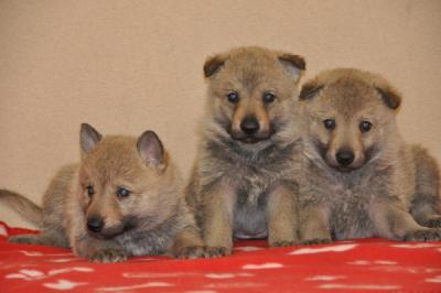 Tschechoslovakische Wolfshundwelpen