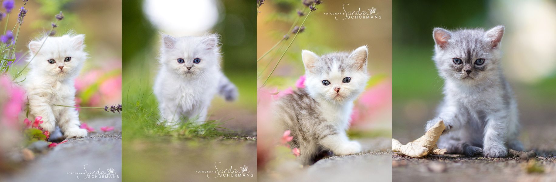 Tapsige Britenkinder in verschiendenen Farben suchen...