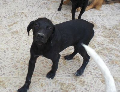 Puppo – Goldige Welpenpower fertig für die Reise ins Glück!