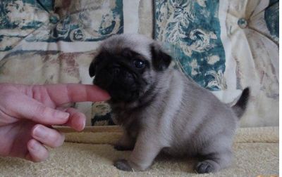 Süße kleine reinrassige Mops Welpen m/w suchen ein neues zu Haus