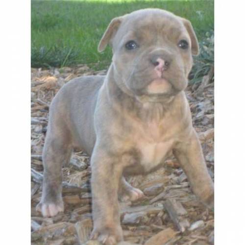 Traumhafte Blueline Pitbull Welpen