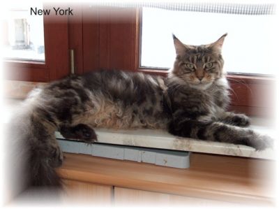 Erwachsene, typvolle Maine Coon`s abzugeben