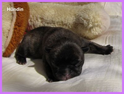 Französische Bulldoggen Babys -Rüde und Hündin-