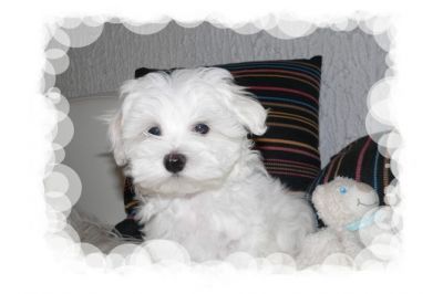  wunderschöner kleiner Malteserwelpe VDH
