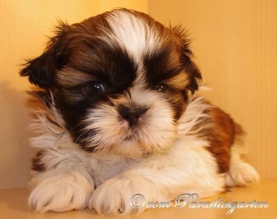 Wunderschöne Shih Tzu Welpen vom Züchter