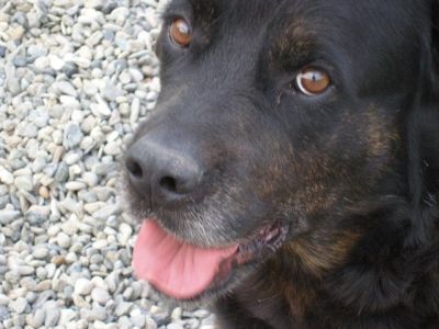 Hermes – Lebensbejahender, ausgeglichener Anti-Stress-Hund bittet um seine finale Couch!