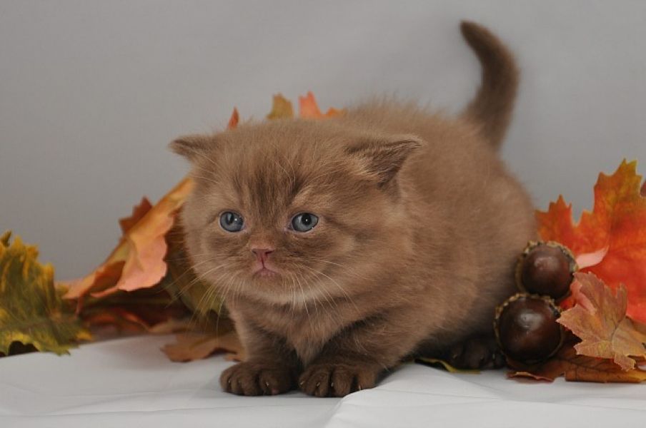  Wir haben nur noch 3 Wunderschöne BKH-Katzen mit Stammbaum