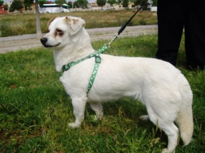 Blanquita – Süße, liebenswerte Schneekönigin sitzt auf gepacktem Koffer!