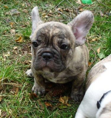 Ricky schöner Französischer Bulldoggen Rüde mit Pap.