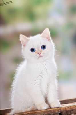 Kleiner BKH Herzensbrecher sucht... 