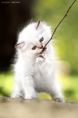 Zauberhaftes Highlander Baby sucht...   