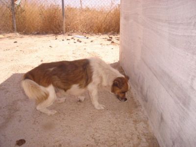 Vito – Ganz dringlicher, besonderer Kandidat für eine liebevolle Couch!