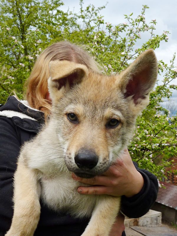 Tschechoslowakische Wolfshund