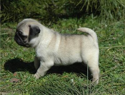 fantastisch und gut ausgebildete Mops Welpen