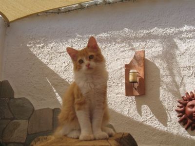 Maine Coon Babys
