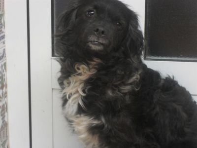 Tabata – Dankbares, samtiges Hundemädchen bittet um ihr Deckchen !