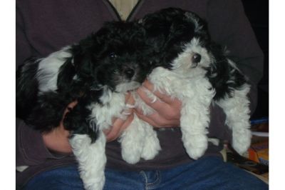  Bolonka Zwetna Welpen 