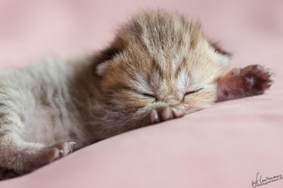 Briten Kinder stellen sich vor... 