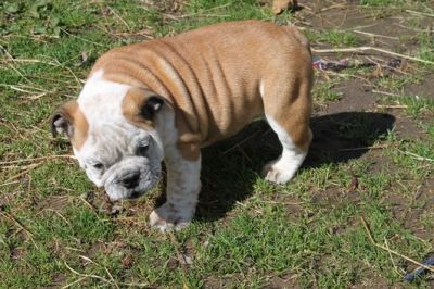 Gesunde Englische Bulldogge 