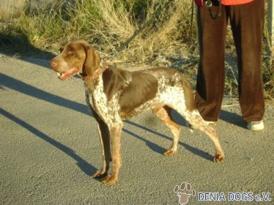 Tom – Senor „Familienhund“ bittet artig um liebevolle Kuschelcouch!