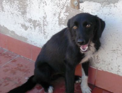 Gaso – Hübscher Familienliebling auf Herzeroberung!