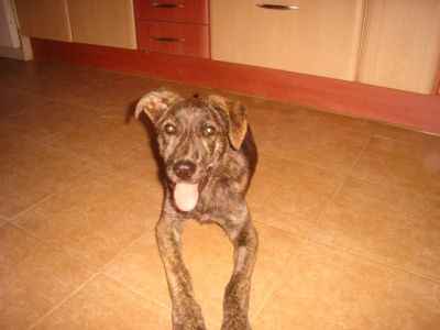 Chispita – Optisch außergewöhnliche Hyänen-Welpen-Lady mit Traumcharakter!