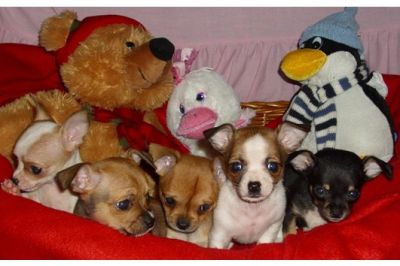 Reinrassigen Chihuahua Welpen Mit Stammbaum 