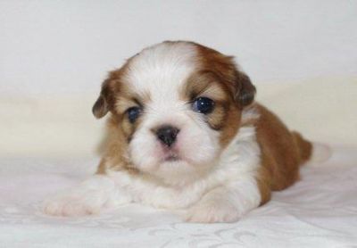 Shih Tzu Welpen für sofort oder später mit Papieren