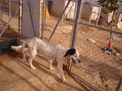 Quijote – Elegante, wunderschöne Frohnatur auf dem Sprung ins Familienleben!