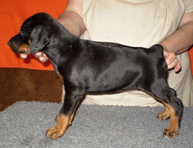 Dobermann - braune und schwarze Welpen mit FCI Papieren aus CZ Zucht