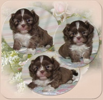 Shih Tzu Welpen Reinrassig