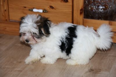 sehr sÃ¼ÃŸe Yorkshire Terrier Welpen