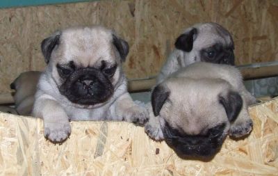 Qualitäts Mops Welpen von Europasieger Blutlinie zu verkaufen