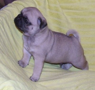 Qualitäts Mops Welpen sind zu vergeben vom FCI Zucht