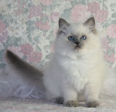 Schöne TICA Ragdoll Kitten fur x-mass