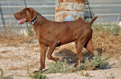 Charles – Noblesse, Loyalität und Schönheit bitten um Wärme & Liebe!