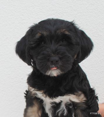 Tibet Terrier Welpen