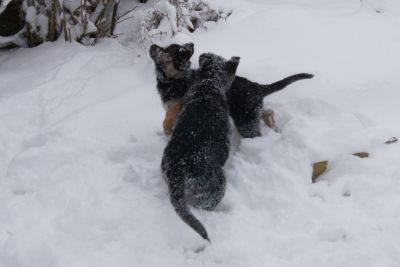4 DSH Welpen nach Unkas - Top Verbindung - mit Sondervereinbarung