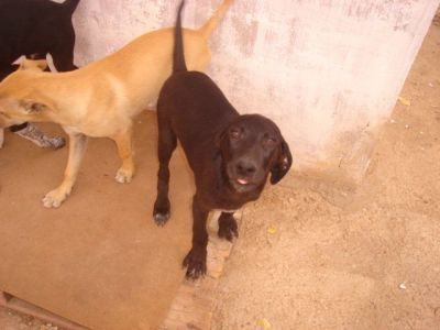 Cacao – Die schokobraune Number Two aus dem Dreikäsehochwurf startet durch!