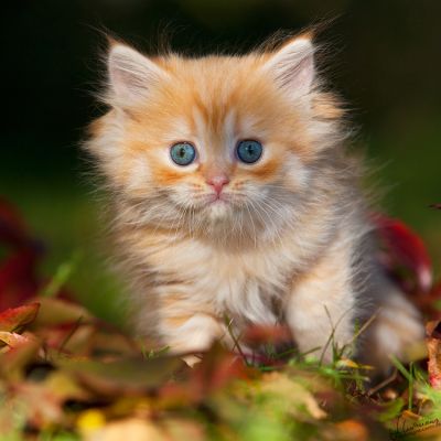 BKH und Highlander Babys in Red, Tabby und Colourpoint...  